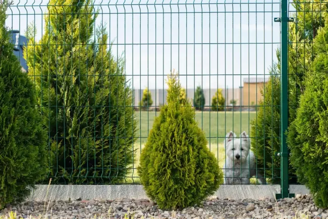 Doppelstabmattenzaun mit Thuja-Hecke als Sichtschutz