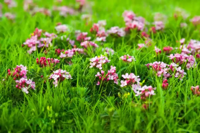 Blühende rosa Stauden im Gartenbeet